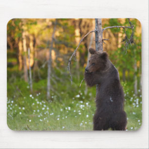 European brown bear (Ursus arctos) hugging tree Mouse Pad
