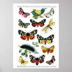 European Butterflies (Plate 10) Poster