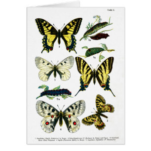 European Butterflies Plate I
