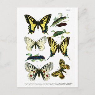 European Butterflies Plate I Postcard