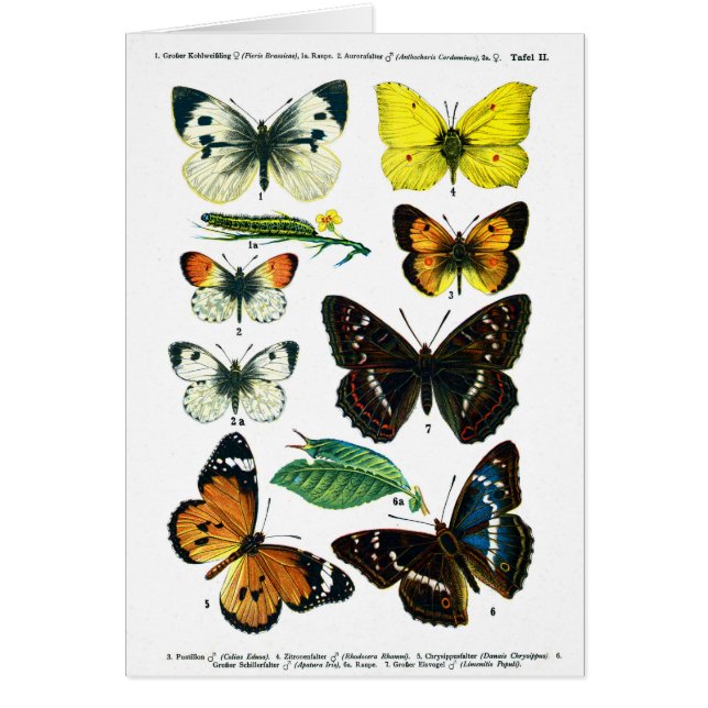 European Butterflies Plate II Card (Front)