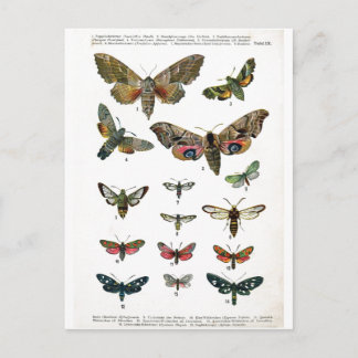 European Butterflies Postcard