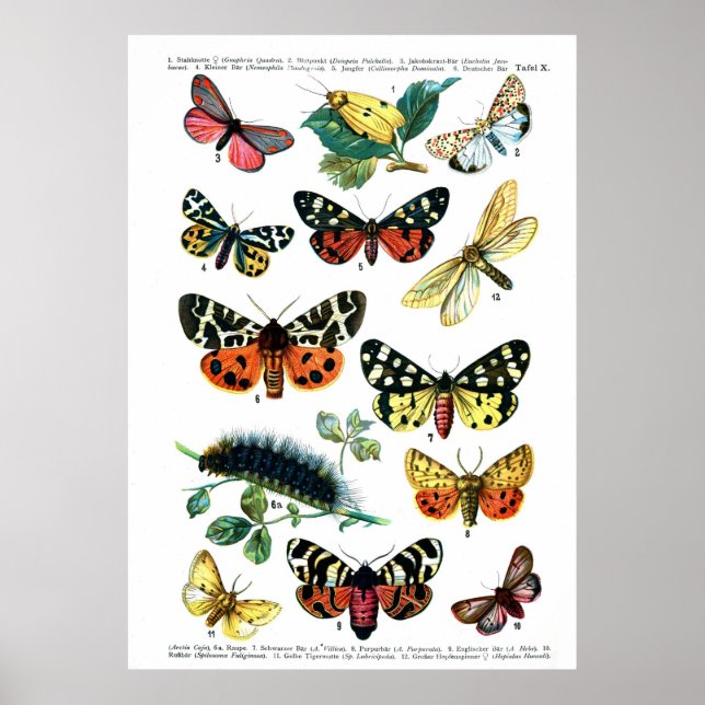European Butterflies Poster (Front)