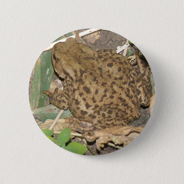 European Common Toad Button (Front)