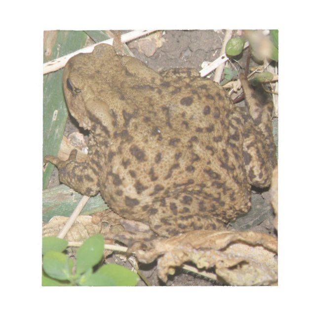 European Common Toad Notepad (Front)