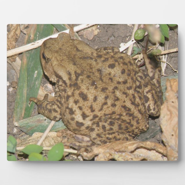 European Common Toad Plaque (Front)