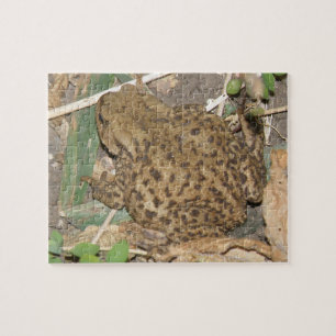 European Common Toad Puzzle