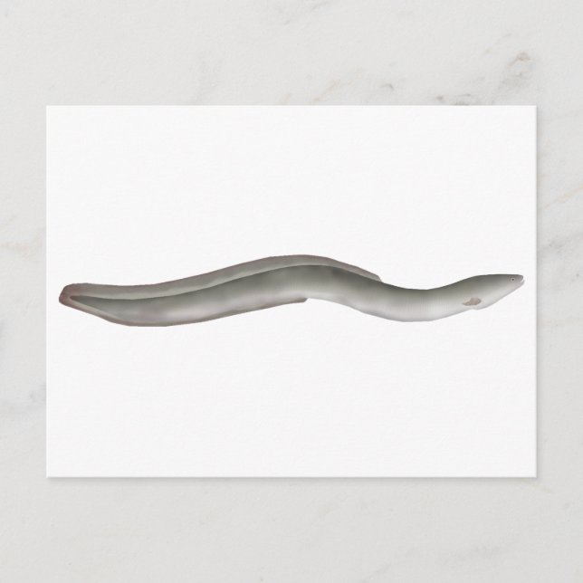 European Eel Postcard (Front)