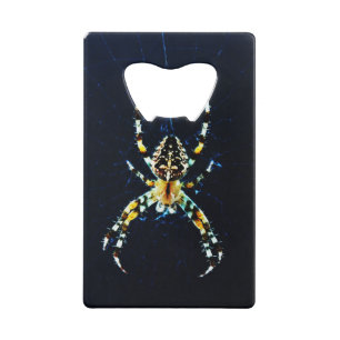 European Garden Spider bocn