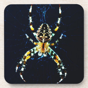 European Garden Spider coastercnm Coaster