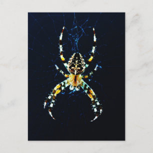 European Garden Spider pccnm Postcard