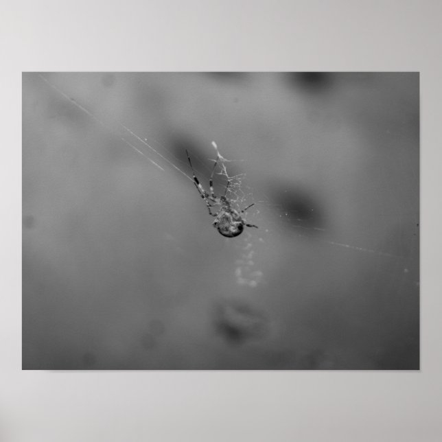 European garden spider poster (Front)