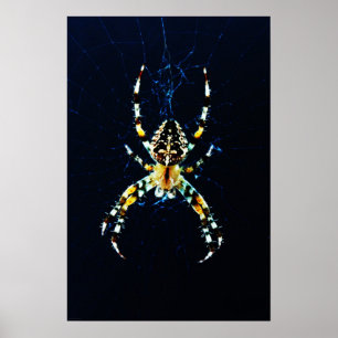 European Garden Spider wapcna Poster