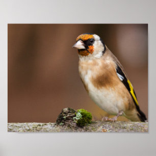 European goldfinch bird close up poster