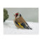 European Goldfinch in snow postcard
