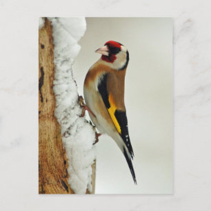 European Goldfinch in snow postcard
