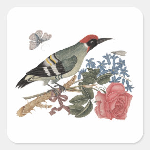 European green woodpecker on a branch with rose square sticker