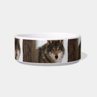 European grey wolf