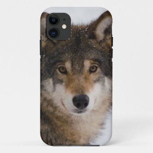 European grey wolf iPhone 11 case