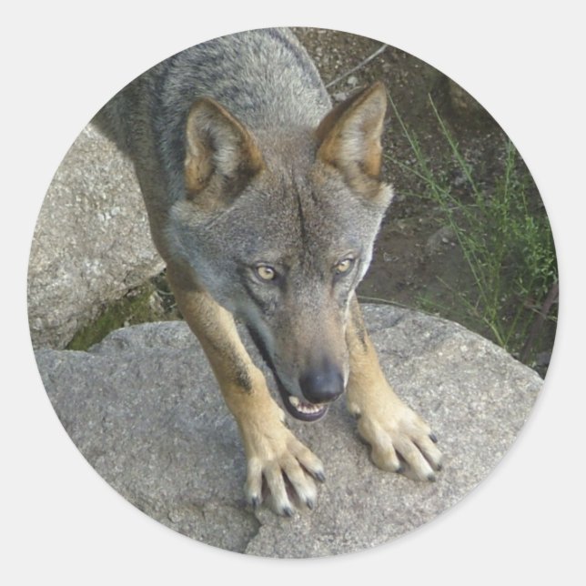 European grey wolf classic round sticker (Front)