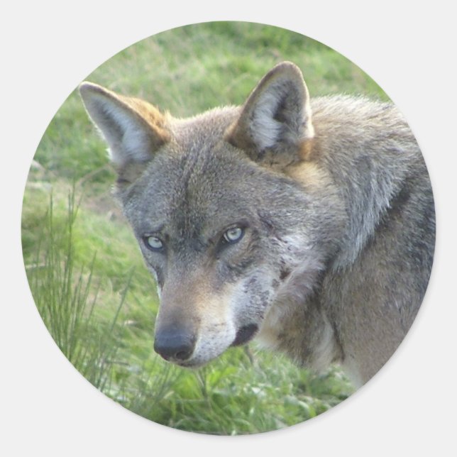 European grey wolf classic round sticker (Front)