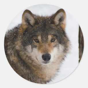 European grey wolf classic round sticker