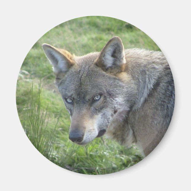 European grey wolf magnet (Front)