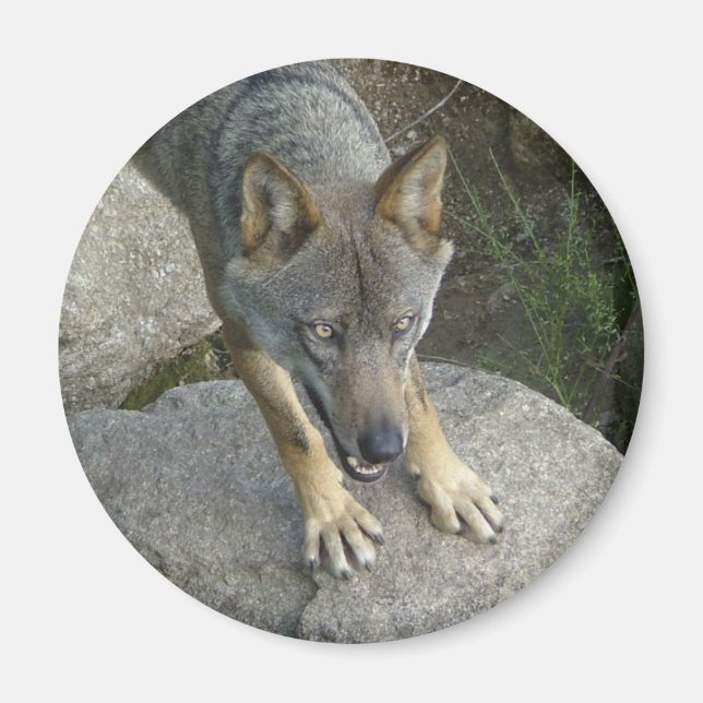 European grey wolf magnet (Front)