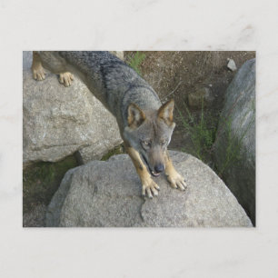 European grey wolf postcard
