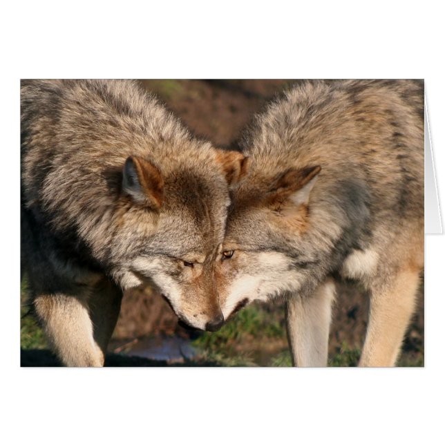 european grey wolves (Front Horizontal)