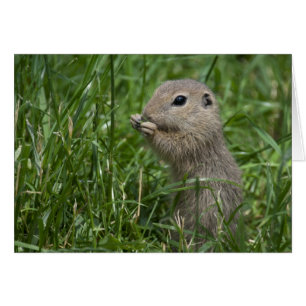 European ground squirrel