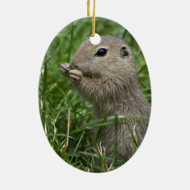 European ground squirrel ceramic ornament (Back)