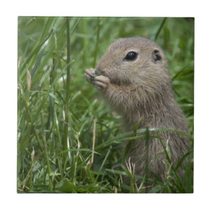 European ground squirrel ceramic tile
