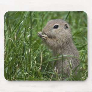 European ground squirrel mouse pad