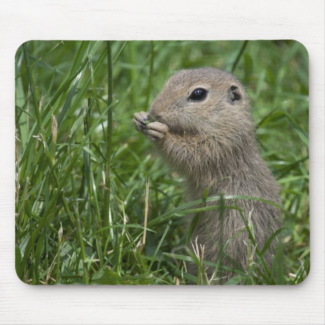 European ground squirrel mouse pad (Front)