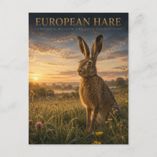 European Hare Meadow ANIMALS Postcard