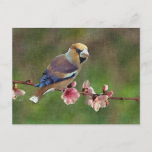 European hawfinch digital painting postcard