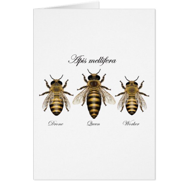 European honey bee (Apis mellifera) (Front)