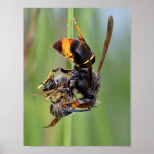 European hornet eating bee poster