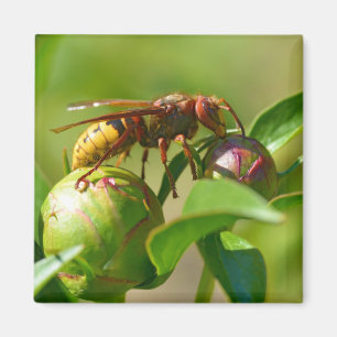 European hornet on bud flower magnet