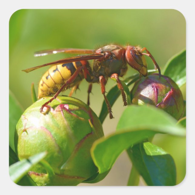 European hornet on bud flower  square sticker (Front)