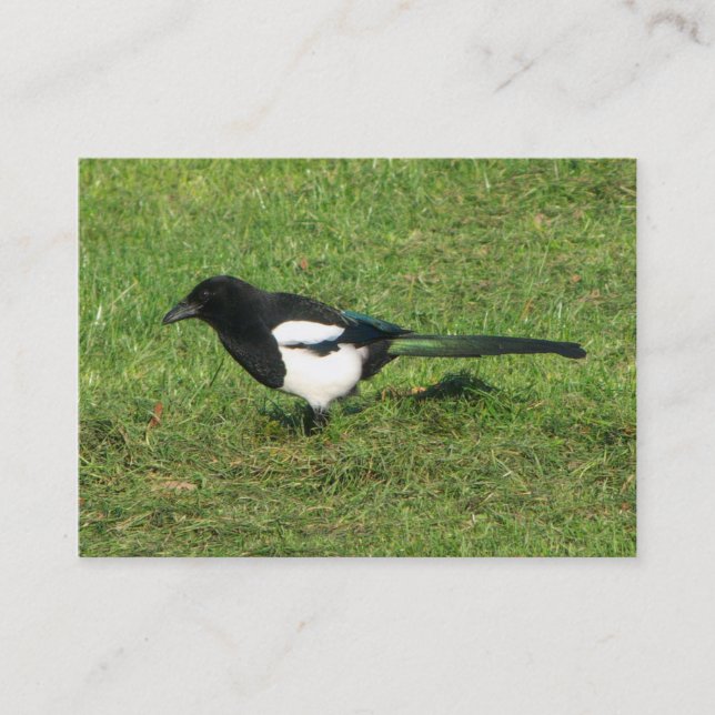 European Magpie Business Card (Front)