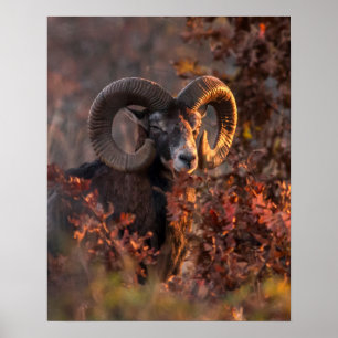 European Mouflon Ram in Autumn Forest Wildlife Pho Poster