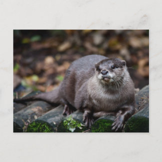 European Otter Postcard