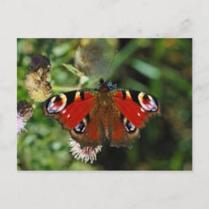 European peacock caterpillar butterfly postcard
