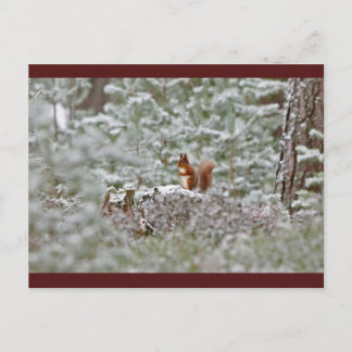 European Red Squirrel Postcard