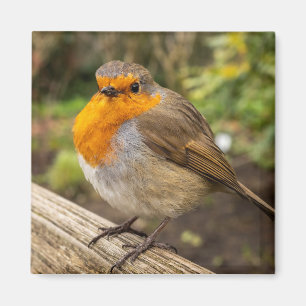 European Robin Fridge Magnet