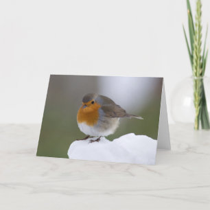 European Robin in snow cards