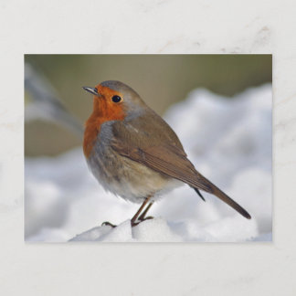 European Robin in snow Postcard