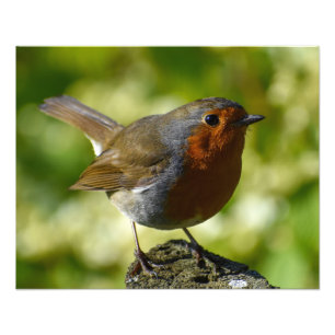 European Robin  Photo Print